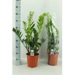 Zamioculcas Sulgvõhk 21cm