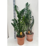 Zamioculcas Sulgvõhk 27cm
