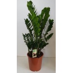 Zamioculcas Sulgvõhk 8+vart 27cm