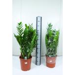 Zamioculcas Sulgvõhk 27cm
