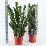 Zamioculcas Sulgvõhk 27cm