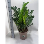 Zamioculcas Sulgvõhk 31cm