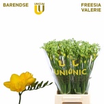 Freesia Valerie