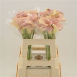 Zantedeschia Kalla Royal Salsa 55cm