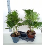 Livistona rotundifolia 23cm