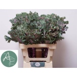 Brassica Kapsas Empire Tekla 60cm