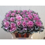 Brassica Kapsas Empire Tekla 70cm
