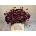 Dahlia Daalia Manoa 45cm