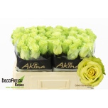 Roos 50cm Green Generation