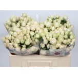 Kobarroos 50cm Sweet Blossoms