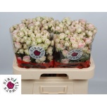 Kobarroos 60cm Sweet Blossoms