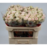 Kobarroos Sweet Blossoms 70cm