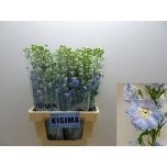 Delphinium Kukekannus magic fountains skyblue whitebee 70cm