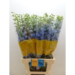 Delphinium Kukekannus magic fountains skyblue whitebee 80cm