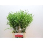 Lepidium Litterhein Atraxxa 70cm