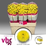 Chrysanthemum Krüsanteem Santini Gogo Cream