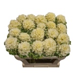 Brassica Kapsas Crane Ruffle White 50cm