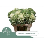 Brassica Kapsas Crane Ruffle White 60cm