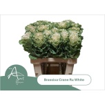 Brassica Kapsas Crane Ruffle White 60cm