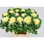 Brassica Kapsas Crane Ruffle White 60cm