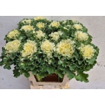 Brassica Kapsas Crane Ruffle White 60cm