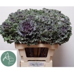 Brassica Kapsas Crane Ruffle Red 60cm