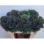 Brassica Kapsas Crane Ruffle Red 60cm