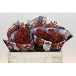 Rosebottle Kibuvits Rosefruits Elite 50cm