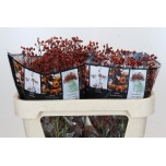 Rosa Kibuvits Rosefruits Elite 70cm