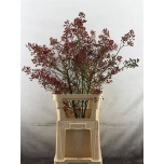 Rosa Kibuvits Rosefruits Tops 100cm