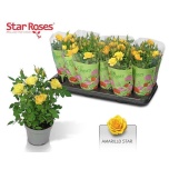 Rosa Potiroos amarillo star 10,5cm