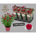 Rosa Potiroos rome star 12cm