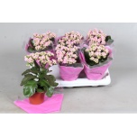 Kalanchoe gevuld venus soft pink 13cm