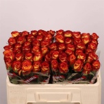 Roos 50cm Firefox