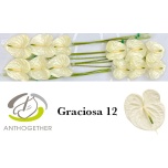 Anthurium Flamingolill Graciosa
