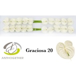 Anthurium Flamingolill Graciosa