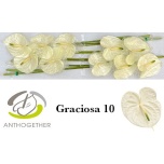 Anthurium Flamingolill Graciosa