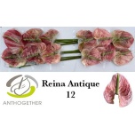 Anthurium Flamingolill Reina