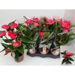 Anthurium Flamingolill andr melito 17cm