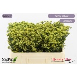 Limonium Parkjuur V Sensy Yellow 50cm
