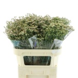 Limonium Parkjuur V Sensy Yellow 80cm