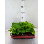 Epipremnum Nõelköis global green 12cm