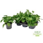 Epipremnum Nõelköis global green 12cm
