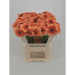 Gerbera MINI Oreo*20