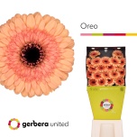 Gerbera MINI Diamond Oreo*20