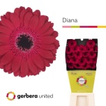 Gerbera MINI Diana Diamond*20