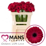 Gerbera MINI Diana*20