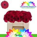 Gerbera MINI Diana*20