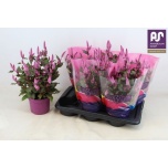 Celosia wild pink 17cm