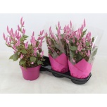 Celosia Wild Pink 19cm